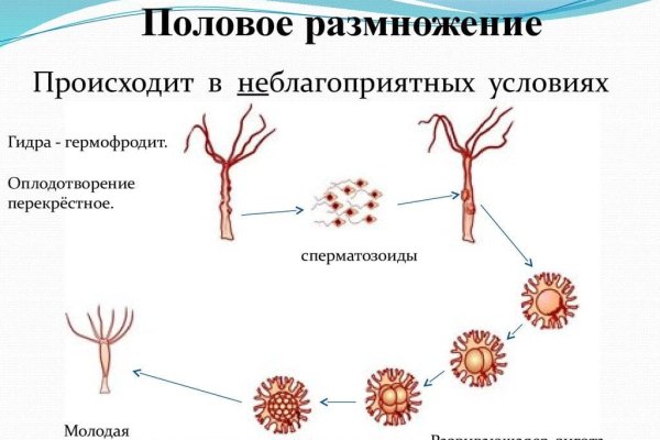 Ссылки мега кракен