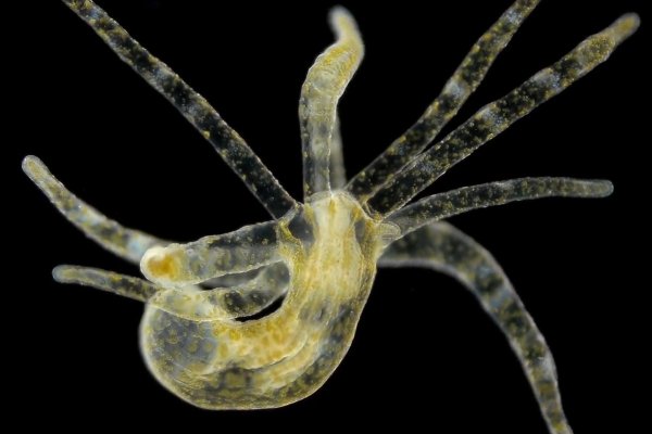 Http kraken