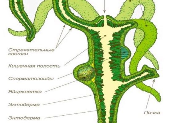 Кракен пх