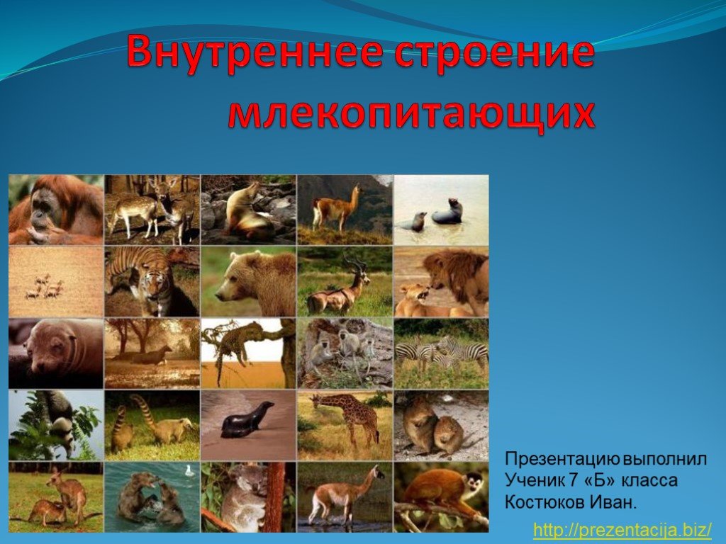 Кракен ат вход